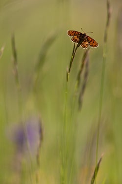 Wechselnde Sonderausstellungen sorgen dafür, dass die Naturparkhäuser auch bei Stammbesuchern attraktiv bleiben. Heuer im Programm: Winzig, riesig, immer wertvoll! Die Schutzgebiete Südtirols (Foto: LPA/Sepp Hackhofer)
