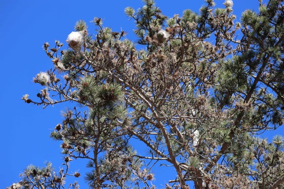 Die typischen Seidennester in den Kronen der Bäume weisen auf Prozessionsspinner hin. Für den gesunden Baum sind sie kein Problem. Für Mensch und Tier kann der Kontakt mit Raupen gesundheitsschädlich sein - die Brennhaare führen zu Irritationen, die für Personen mit Allergien gefährlich sein können. (Foto: LPA/Abteilung Forstdienst)