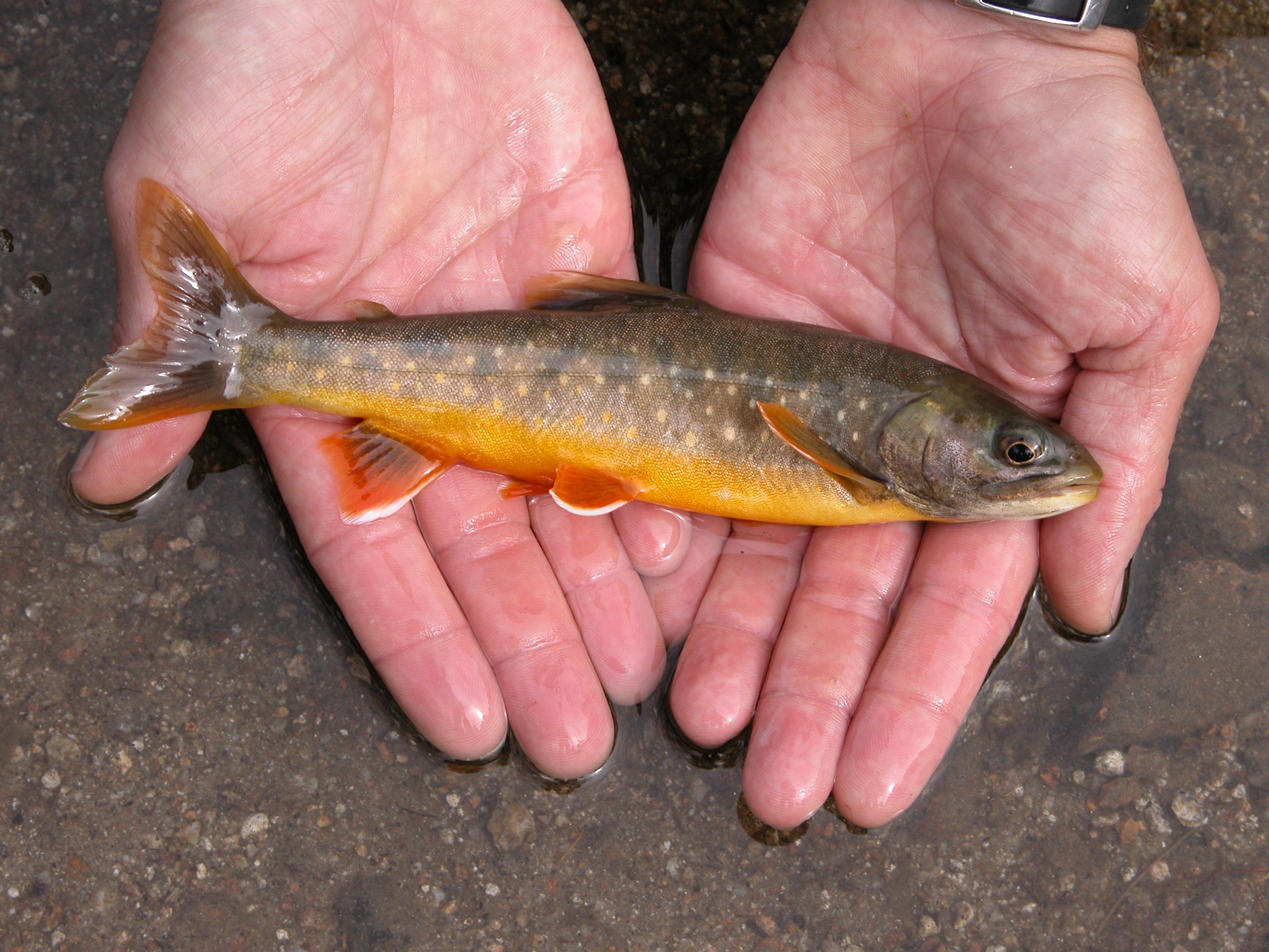 In der kommenden Woche beginnt das Landesamt für Wildtiermanagement mit einer Fischbestandserhebung im Pragser Wildsee. Im Bild ein Seesaibling, die zu den Salmoniden gehörende Leitfischart im Pragser Wildsee. (Foto: LPA/Landesamt für Wildtiermanagement)