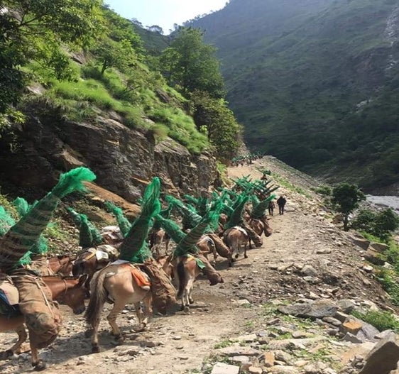 Südtiroler Apfel-Jungbäume gelangen bis nach Nepal, wo sie auf Eselsrücken zu den Apfelanlagen auf über 2000 Metern Meereshöhe gebracht werden. (Foto: LPA/Landespflanzenschutzdienst in der Landesabteilung Landwirtschaft)