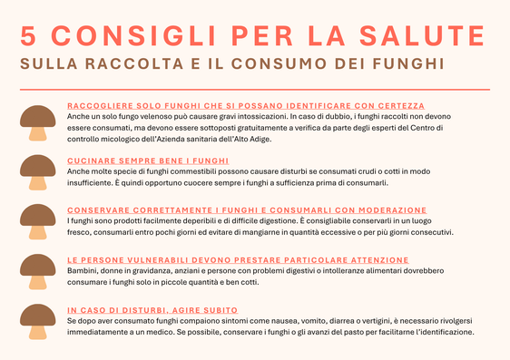 Consigli per la raccolta e degustazione di funghi. (Infografica: USP/Viktoria Huber)