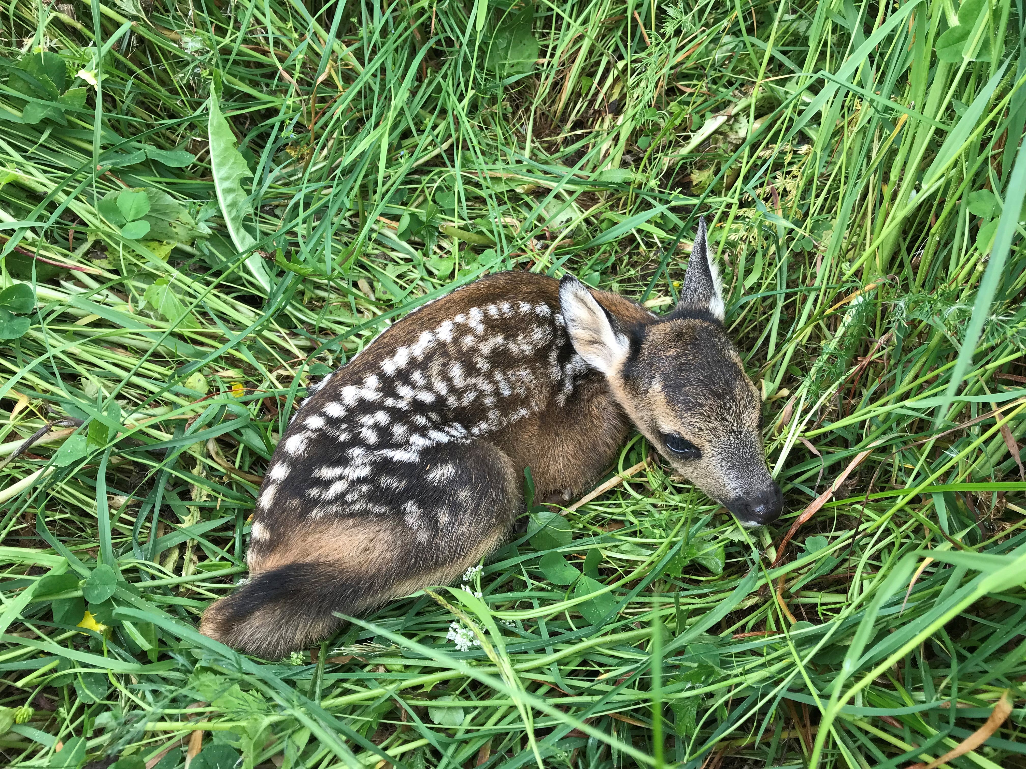 I cerbiatti sembrano carini, ma sono animali selvatici. Anche se sono feriti e non scappano, non devono essere prelevati, ma si deve chiamare la centrale provinciale di emergenza 112. (Foto: ASP/Dominik Trenkwalder)