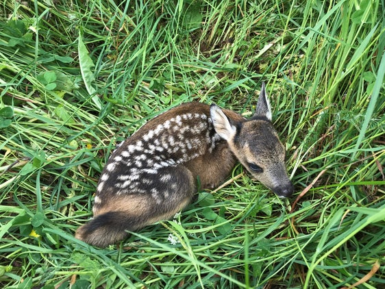 Rehkitze wirken niedlich, sind aber Wildtiere. Auch wenn sie verletzt sind oder nicht weglaufen, sollten sie nicht mitgenommen werden, sondern die Landesnotrufzentrale 112 angerufen werden. (Foto: LPA/Dominik Trenkwalder)