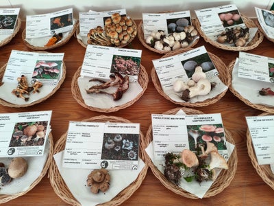 In einer Sonderausstellung Die Welt der Pilze gibt es jede Menge Informationen direkt von Fachleuten. (Foto: LPA/Landesamt für Natur/Marlene Pfeifer)