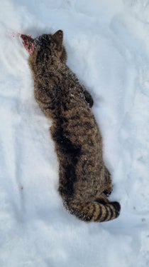 In Alta Pusteria un gatto è stato investito da una macchina. Gli esperti sono convinti che si tratti del primo rilevamento di un gatto selvatico in Alto Adige e stanno effettuando i test genetici (Foto: ASP/Ufficio caccia e pesca)