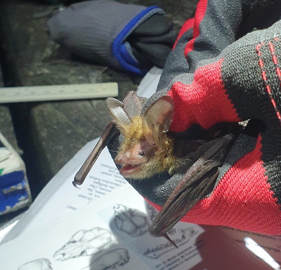 Selten und europaweit streng geschützt: die Bechsteinfledermaus. Der Nachweis einer Kolonie gelang im Rahmen der Kooperation von Eurac Research, Naturmuseum Südtirol und Landesamt für Natur. In ehrendem Gedenken an den kürzlich verstorbenen Südtiroler Fledermauskundler Romano Kohlmayer wurde das besenderte Weibchen "Romana" genannt. (Foto: Chiara Paniccia)