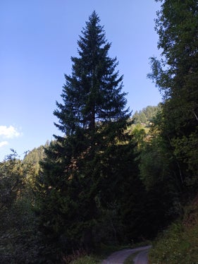 Geschenk des Landes an die Stadt, vom Landesforst Hahnebaum auf den Waltherplatz in Bozen: Diese Fichte hätte aus Sicherheitsgründen sowieso bald geschlägert werden müssen, weil sie zu nahe an der Straße stand. (Foto: LPA/Agentur Landesdomäne)