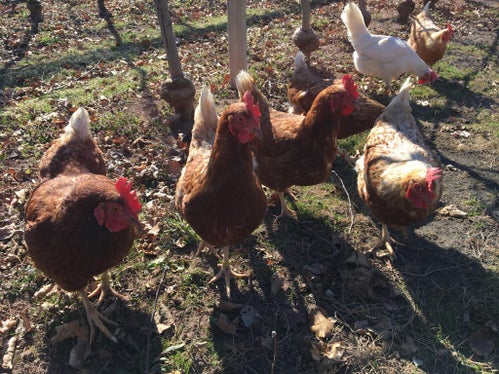 Non è necessario impedire l'accesso all'esterno ai polli: per precauzione l'alimentazione e l'abbeveraggio degli animali devono avvenire esclusivamente al chiuso (Foto: ASP)