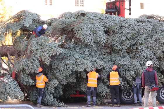 Mitarbeiter der Stadtgärtnerei Bozen binden die im Forstgarten Aicha zusammengebundenen Äste des Tannenbaums wieder auf. (Foto: LPA/Maja Clara)