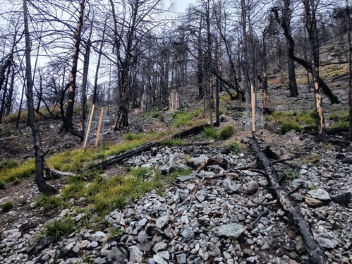 Gli alberi a foglia caduca sono protetti dal calpestio e dai danni causati dalla selvaggina ungulata con cesti individuali in filo di ferro riutilizzabili. (Foto: USP/Ispettorato forestale Silandro)