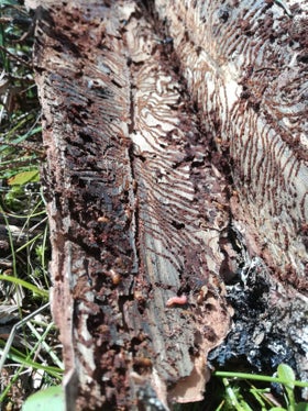 Il bostrico continua a diffondersi nei boschi dell'Alto Adige. Per rallentare la diffusione del parassita la Giunta ha deciso di stanziare fondi per la scortecciatura degli alberi  (Foto: ASP/Ripartizione Foreste)