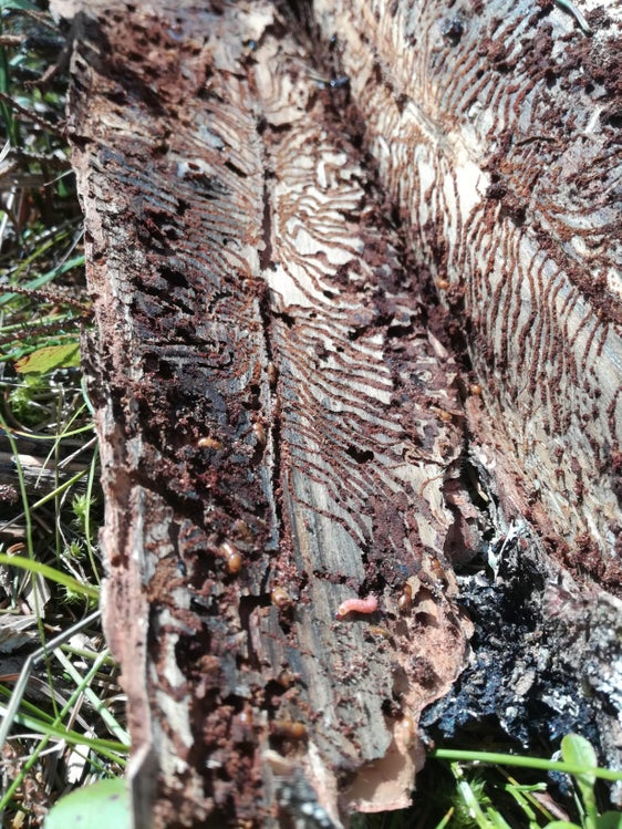 Il bostrico continua a diffondersi nei boschi dell'Alto Adige. Per rallentare la diffusione del parassita la Giunta ha deciso di stanziare fondi per la scortecciatura degli alberi  (Foto: ASP/Ripartizione Foreste)