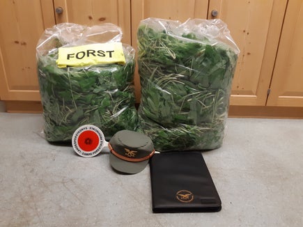 Una grande quantità di aglio orsino, raccolto in un biotopo designato, è stata sequestrata dalla Stazione forestale di Caldaro questa notte nel Comune di Appiano. (Foto: ASP/Stazione forestale di Caldaro)