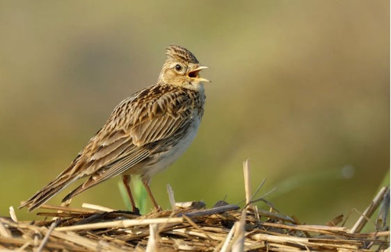 Wiesenbrüter zählen zu den am stärksten gefährdeten heimischen Vogelarten; im Bild eine Feldlerche. (Foto: LPA/Landesbund für Vogel- und Naturschutz Bayern/Manfred Delpho)