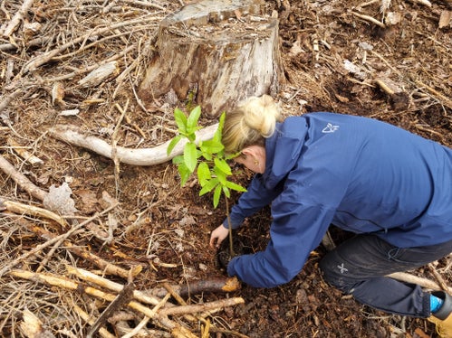Alberi per il futuro: studentesse di una classe di maturità del Liceo linguistico e scientifico Nikolaus Cusanus di Brunico mentre piantano un castagno nobile. (Foto: USP/Stazione forestale di Brunico)
