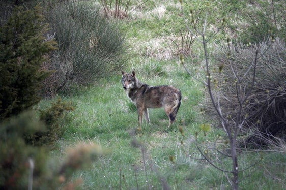 Die zwei Gutachten zu eventuellen Wolfsentnahmen in Südtirol sind fristgerecht eingegangen und werden nun geprüft. (Foto: LPA/Amt für Jagd und Fischerei)