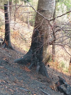 Tecnici e operatori forestali hanno esaminato la situazione dei danni dopo il grande incendio nel bosco di Marlengo stabilito le misure da adottare per ripristinare l'ecosistema forestale (Foto: ASP/Ufficio pianificazione forestale).