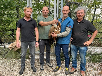 Il grifone è stato consegnato ieri al Centro recupero uccelli della riserva Naturale regionale del Lago di Cornino, sito a Forgaria nel Friuli (Foto: ASP/Servizio forestale)