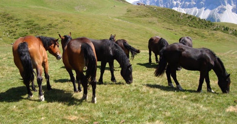 Tierzüchterinnen und Tierzüchter, die sich freiwillig für die Erhaltung von lokalen Rassen einsetzen, die vom Aussterben bedroht sind, erhalten eine finanzielle Förderung; im Bild: Noriker. (Foto: LPA/Landesamt für Viehzucht in der Landesabteilung Landwirtschaft)