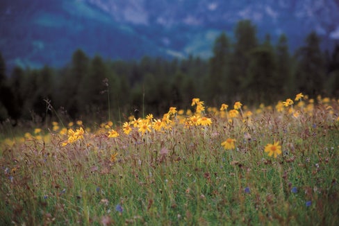 Il 28 agosto la Giunta provinciale ha approvato le nuove linee guida gestionali relative allo spargimento di liquami e letame nei siti Natura 2000 – nella foto, i prati dell’Armentara. (Foto: Ufficio provinciale Natura/Sepp Hackhofer)