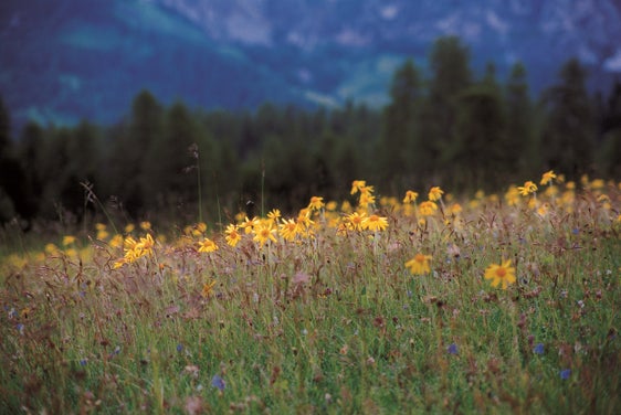 Die Landesregierung hat am 28. August die neuen Managementleitlinien zur Ausbringung von Gülle und Jauche in Natura-2000-Gebieten – im Bild die Armentarawiesen – beschlossen. (Foto: Landesamt für Natur/Sepp Hackhofer)