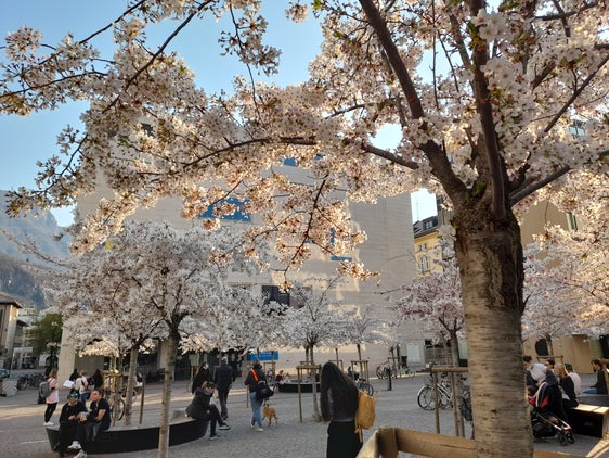 Frühling in der Stadt: Blick auf die Kirschbäume in Blüte auf dem Platz vor der Freien Universität in Bozen am Samstag, 26. März (Foto: LPA/Maja Clara)