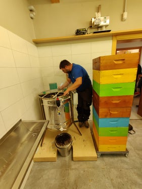 Honigschleudern: Das ist der Moment, wo sich die Arbeit vieler Monate bezahlt macht. Der Imker holt den Honig aus dem Bienenstock und füllt ihn ab. (Foto: Fachschule Laimburg/Klaus Blasbichler)