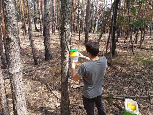 I compiti del Servizio Fitosanitario provinciale sono molteplici. L'installazione di trappole, come in questo caso nella foresta di Monticolo, consente di monitorare gli organismi nocivi. (Foto: USP/Servizio Fitosanitario)