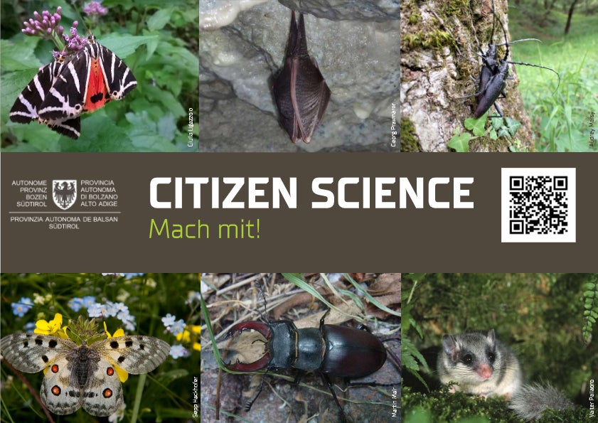 Im Rahmen des Citizen Science-Projekts können Sichtungen in Südtirol von ausgewählten Arten, die laut europäischer Fauna-Flora-Habitat-Richtlinie (FFH) bedroht, selten oder endemisch sind, gemeldet werden. (Collage: Landesamt für Natur)