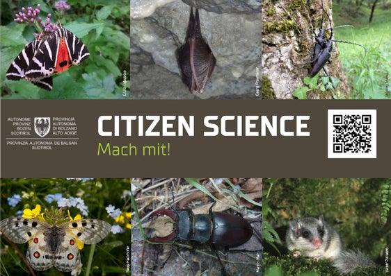 Im Rahmen des Citizen Science-Projekts können Sichtungen in Südtirol von ausgewählten Arten, die laut europäischer Fauna-Flora-Habitat-Richtlinie (FFH) bedroht, selten oder endemisch sind, gemeldet werden. (Collage: Landesamt für Natur)