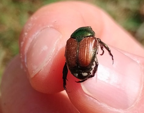 Der Japankäfer (Popillia japonica) ist ein invasiver Schädling, der sowohl als Käfer als auch als Larve (Engerling) erhebliche Schäden an Pflanzen verursacht. Er frisst an über 400 verschiedenen Nutz- und Zierpflanzen und gefährdet somit die Landwirtschaft, den Gartenbau und die Umwelt. (Foto: LPA/Landesamt für Obst- und Weinbau und Landespflanzenschutzdienst)