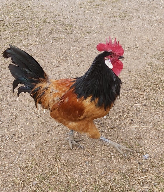 Der Hahn darf seine Hühner wieder ins Freie führen, das Risiko einer Ansteckung mit der Geflügelgrippe ist nur noch minimal: Der Landesveterinärdienst hat die Empfehlung zur Stallhaltung von Geflügel zurückgezogen. (Foto: LPA/Ulrike Huber)