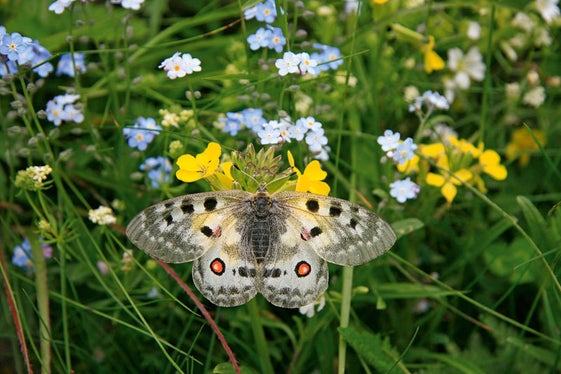 Il centro visite del Parco Naturale Vedrette Ries-Aurina  espone una mostra speciale sull’affascinante mondo delle farfalle intitolata Bye bye butterfly  (Foto: ASP/Sepp Hackhofer)