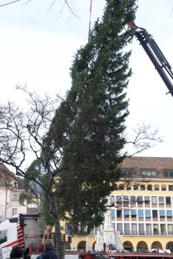 Von Hahnebaum auf den Waltherplatz: Gärtner und Tischler der Gemeinde Bozen haben heute die Fichte der Landesdomäne auf dem Wohnzimmer der Stadt Bozen aufgestellt, um sie als Christbaum zu schmücken. (Foto: LPA/Maja Clara)