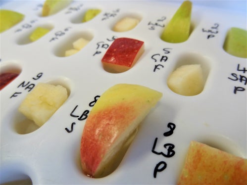 Lo studio si basa sulla stretta parentela tra gli allergeni: l'allergene del polline di betulla (Bet v1) e l'allergene della mela (Mal d1) sono strutturalmente così simili che il sistema immunitario fatica a distinguerli. (Foto: Foto: Centro di Sperimentazione&nbsp;Laimburg)