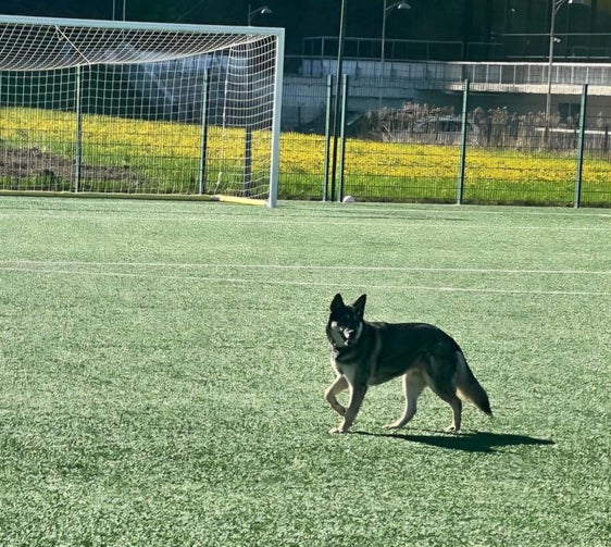 Dieser streunende Hund hat am 30. April vormittags in Bruneck Aufsehen erregt: Laut dem Landesamt für Wildtiermanagement handelt es sich dabei um einen Hund, vermutlich der Rasse Tschechoslowakischer Wolfshund. Streunenlassen von Hunden ist laut Tierschutzgesetz und Landesjagdgesetz strengstens verboten. Foto: LPA/Landesamt für Wildtiermanagement)