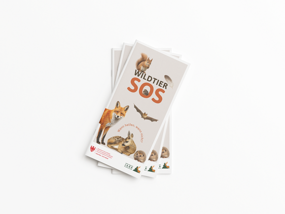 Landesamt für Wildtiermanagement startet in Zusammenarbeit mit Südtiroler Jagdverband die Informationskampagne "Wildtier SOS – Wann helfen, wann nicht?" (Quelle: LPA/Landesamt für Wildtiermanagement in der Landesabteilung Forstdienst)