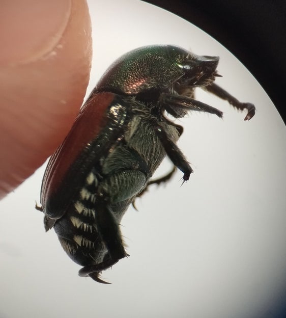 Der Japankäfer ist etwa zehn bis zwölf Millimeter lang und hat eine metallisch-grüne Färbung auf Kopf und Halsschild sowie kupferbraune Flügeldecken. Das wichtigste Erkennungsmerkmal sind fünf kleine weiße Haarbüschel an jeder Seite des Hinterleibs und zwei größere weiße Haarbüschel am unteren Ende des Körpers. Verdächtige Käfer sollen sofort eingefangen beziehungsweise unschädlich gemacht und umgehend dem Pflanzenschutzdienst in Bozen oder einem Berater übergeben werden. (Foto: LPA/Landesamt für Obst- und Weinbau und Landespflanzenschutzdienst)