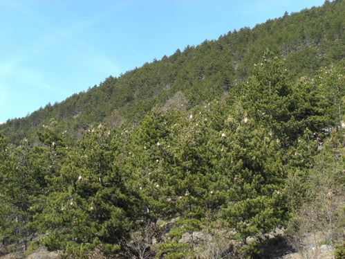 A partire dal 26 settembre inizierà in Val Venosta un controllo di più giorni della processionaria. Un preparato biologico sarà distribuito con un elicottero (Foto: ASP/Ispettorato forestale di Silandro)