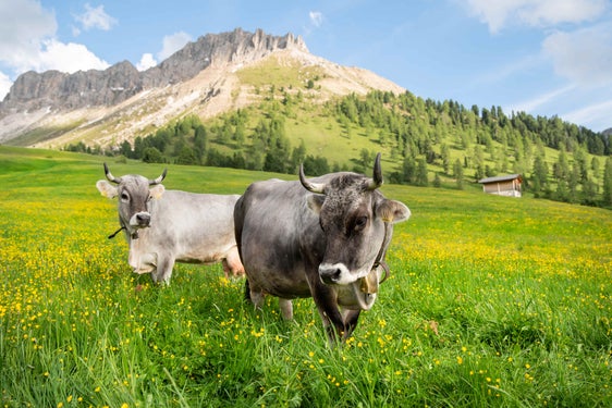 Anche (e soprattutto) le mucche possono diventare pericolose per gli escursionisti (e i loro cani). (Foto: IDM/Marco Parisi)