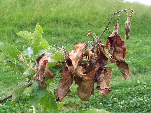 Wie verbrannt schauen Teile der von Feuerbrand befallenen Bäume aus. Die Bakterienkrankheit ist höchst ansteckend. (Foto: Versuchszentrum Laimburg)