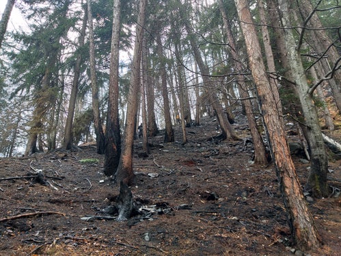 Am 4. Februar war am Marlinger Berg ein Brand ausgebrochen, der durch einen Großeinsatz der Feuerwehren zwar schon am Tag darauf unter Kontrolle gebracht wurde, aber noch tagelang weiterschwelte. Durch den vorwiegenden Bodenbrand waren hauptsächlich die Bodenvegetation und die oberflächigen Bodenschichten betroffen. (Foto: LPA/Landesamt für Forstplanung)