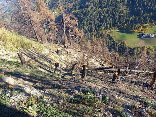 Alberi tagliati in alto per proteggere i piccoli alberi dalle frane nevose. (Foto: USP/Ispettorato forestale Silandro)