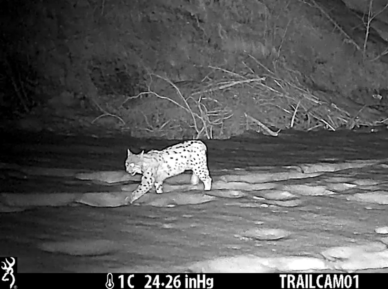 All'inizio di marzo, una fototrappola installata nel territorio comunale di Falzes ha fornito una conferma fotografica della presenza della lince. (Fonte: Ufficio provinciale Gestione fauna selvatica)