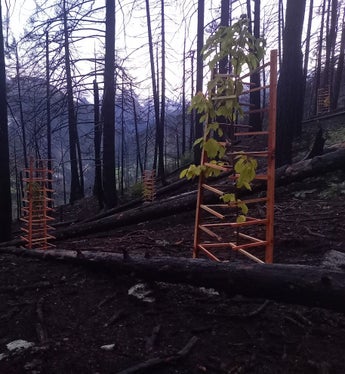 Gli alberi piantati vengono protetti dai danni causati dalla fauna selvatica con protezioni in legno. (Foto: USP/Ispettorato forestale di Silandro)