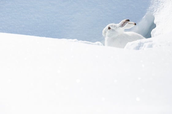 Die Flora und Fauna der Südtiroler Naturparks stehen im Mittelpunkt der fünf Naturparkhäuser, die auch in der Wintersaison geöffnet sind – im Bild ein Alpenschneehase. (Foto: Hugo Wassermann)