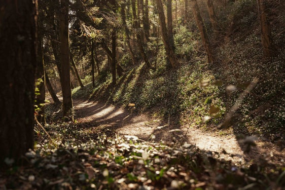 La Provincia di Bolzano aderirà alla “EU-Partnership on Forests and Forestry for a Sustainable Future”, su foreste e silvicultura. (Foto: IDM/Alex Moling)