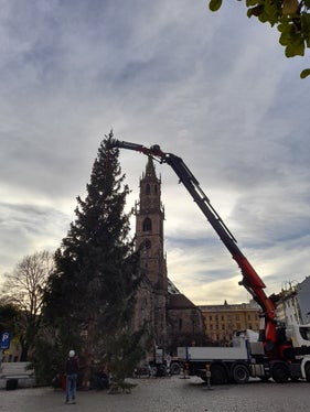 Ruhig und punktgenau wurde der Baum vom Tieflader in die Vertiefung am Rande des Waltherplatzes gehievt. (Foto: LPA/Maja Clara)