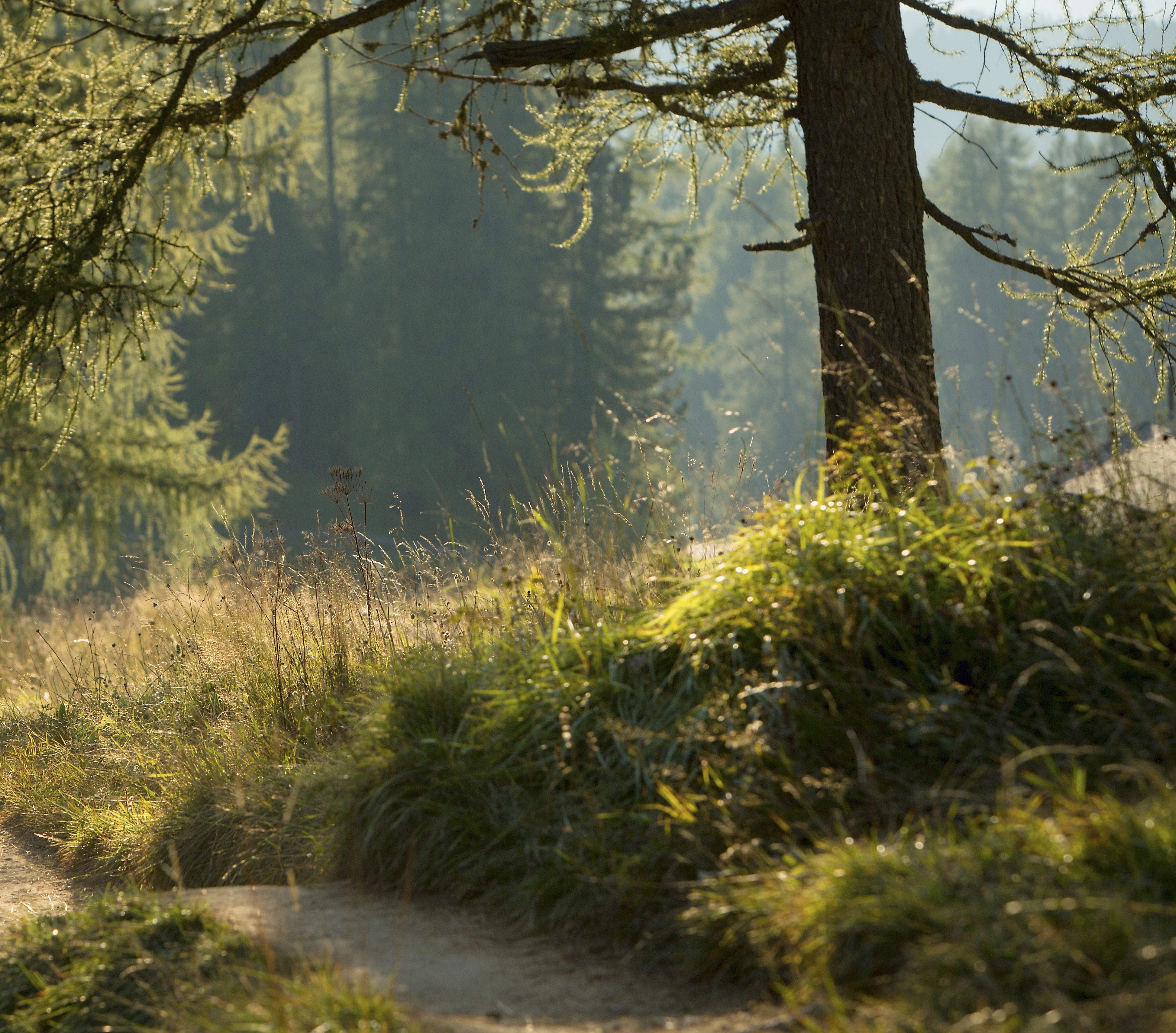 Auch mit der Ausstellung von Jagdscheinen wird ein Mitarbeiter der Landesverwaltung befassen, der in Kürze bei der Quästur arbeiten wird. Darüber zeigt sich Forstwirtschaftslandesrat Luis Walcher zufrieden, die Jagd sei nämlich wichtig für die Entwicklung der Wälder und für die Regulation des Tierbestands. (Foto: LPA/Idm/Daniel Geiger)