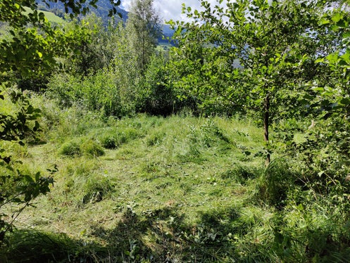 Biotoppflege in der Taufnerau in Naturns: nach dem Mähen und Ausreißen (Foto: LPA/Amt für Natur/Elias Ladurner)